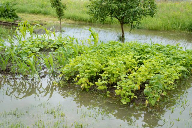 Непрекращающиеся дожди в саду: как спасти растения от переувлажнения?