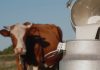 Неприятный запах у молока коровы: разбираемся в причинах и решаем проблему