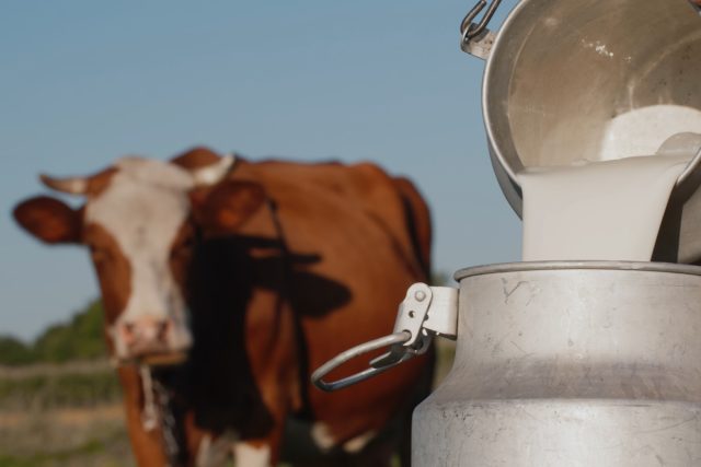 Неприятный запах у молока коровы: разбираемся в причинах и решаем проблему