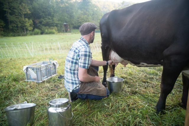 Ацетонемия ведёт не только к ухудшению качества молока и снижению удоев, но к серьёзным проблемам со здоровьем животного