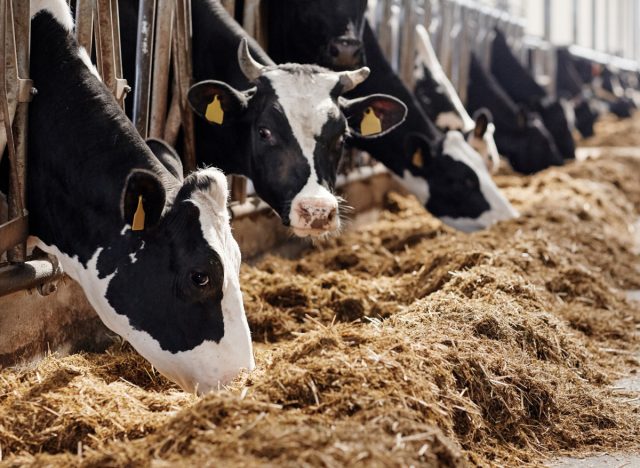 Иногда запах ацетона проявляется в молоке сразу после начала кормления животных некачественным кормом