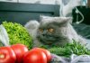 Нужны ли кошке овощи — овощная подкормка для хищника