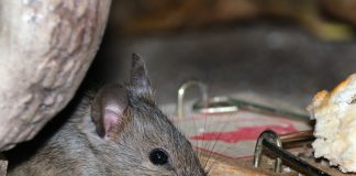 Какие средства помогут при борьбе с грызунами — разбираемся в их особенностях