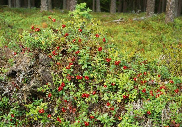 В редколесье, на опушках бруснике проще разрастаться В редколесье, на опушках бруснике проще разрастаться