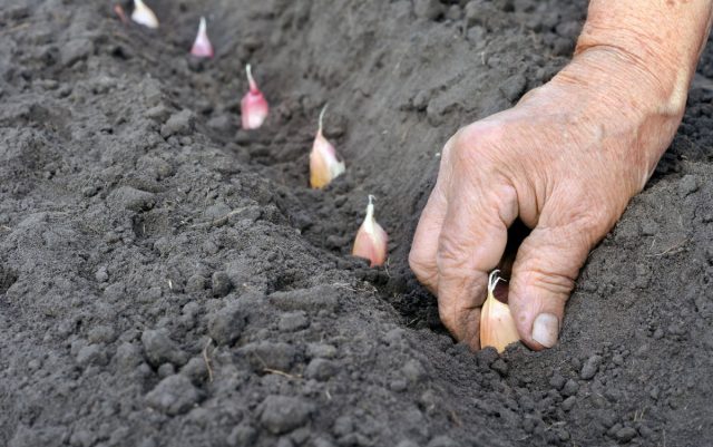 При устойчивых среднесуточных температурах 9 градусов тепла (примерно начало отопительного сезона) пора сажать озимый чеснок При устойчивых среднесуточных температурах 9 градусов тепла (примерно начало отопительного сезона) пора сажать озимый чеснок