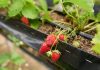 Спелая клубника зимой за 7 простых шагов: выращиваем ягоду дома круглый год