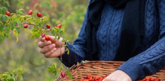 Витаминные ягоды шиповника: какие собирать и как правильно высушить