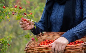 Витаминные ягоды шиповника: какие собирать и как правильно высушить