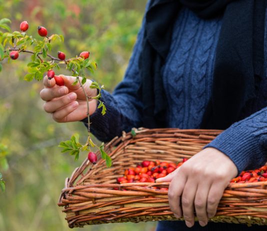 Витаминные ягоды шиповника: какие собирать и как правильно высушить