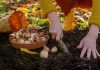 Всё, что вам нужно знать о посадке луковичных осенью