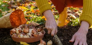 Всё, что вам нужно знать о посадке луковичных осенью