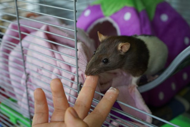 Домашние крыски, купленные у проверенного заводчика или в зоомагазине, совершенно не представляют никакой опасности