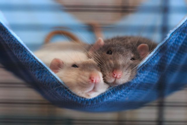 Одинокие крысы страдают от депрессии и рано умирают, поэтому стоит заводить не меньше двух сразу