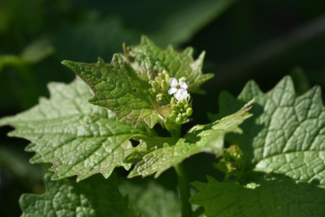 Чесночница черешчатая — злобный сорняк или ценная альтернатива чесноку? Чесночница черешчатая — злобный сорняк или ценная альтернатива чесноку?