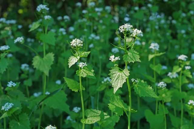 Чесночница черешчатая любит полутенистые и тенистые Чесночница черешчатая любит полутенистые и тенистые