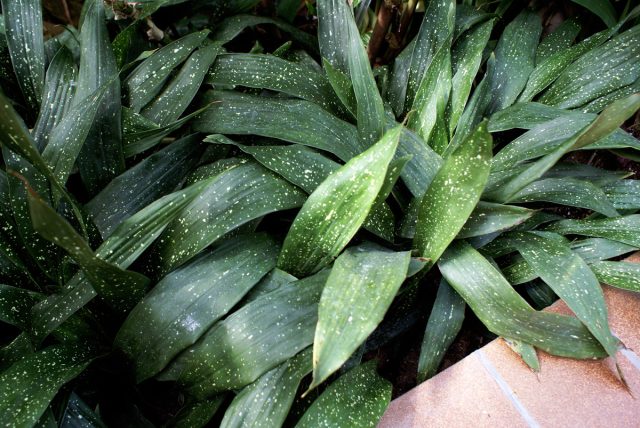 Аспидистра (Aspidistra) – отличный выбор для тех, чей дом не преисполнен солнечного света Аспидистра (Aspidistra) – отличный выбор для тех, чей дом не преисполнен солнечного света