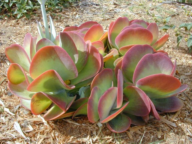 Каланхоэ метельчатоцветковое (Kalanchoe thyrsiflora) не потребует от вас ничего, кроме яркого освещения и редких поливов Каланхоэ метельчатоцветковое (Kalanchoe thyrsiflora) не потребует от вас ничего, кроме яркого освещения и редких поливов