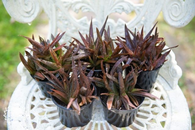 Алоэ «Блэк Джем» (Aloe 'Black Gem' удивит своей способностью менять расцветку в зависимости от освещенности Алоэ «Блэк Джем» (Aloe 'Black Gem' удивит своей способностью менять расцветку в зависимости от освещенности