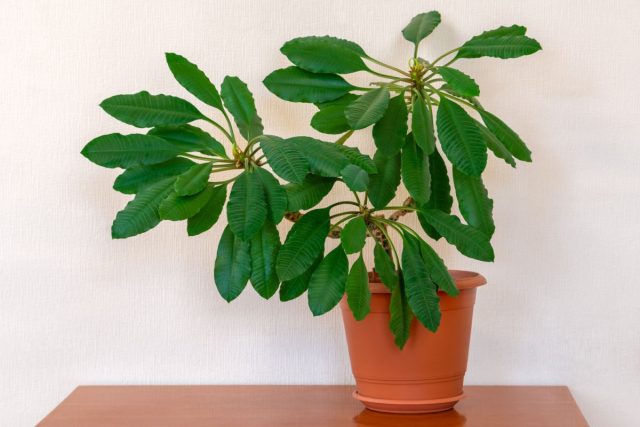 Молочай (Euphorbia leuconeura) привлекает внимание кожистыми листочками с белыми прожилками и толстым, брутально-грубоватым ребристым стволом Молочай (Euphorbia leuconeura) привлекает внимание кожистыми листочками с белыми прожилками и толстым, брутально-грубоватым ребристым стволом