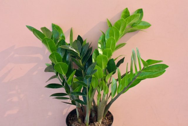 Красавец замиокулькас (Zamioculcas) являет собой всю роскошь темно-зеленого глянца и при этом не требует частых поливов Красавец замиокулькас (Zamioculcas) являет собой всю роскошь темно-зеленого глянца и при этом не требует частых поливов