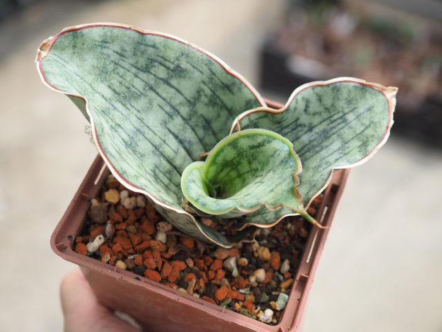 Миниатюрная сансевиерия Кирки (Sansevieria kirki) обладает милейшими волнистыми листьями Миниатюрная сансевиерия Кирки (Sansevieria kirki) обладает милейшими волнистыми листьями