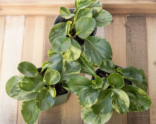 Пеперомия туполистная (Peperomia obtusifolia) самая неприхотливая из всех видов Пеперомия туполистная (Peperomia obtusifolia) самая неприхотливая из всех видов