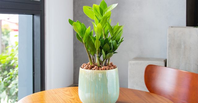 Замиокулькас (Zamioculcas) Замиокулькас (Zamioculcas)