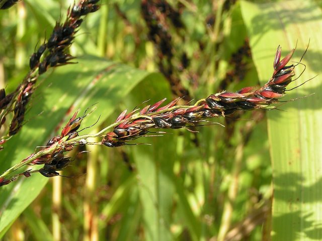 Сорго двуцветное (Sorghum bicolor) Сорго двуцветное (Sorghum bicolor)