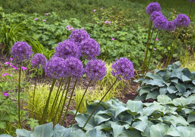 Декоративный лук (Allium) Декоративный лук (Allium)
