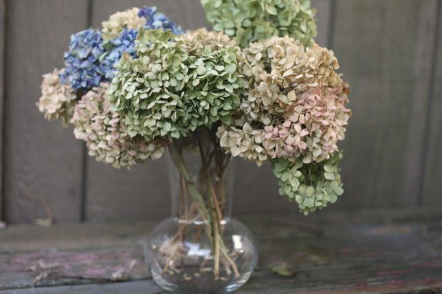 Гортензия (Hydrangea) Гортензия (Hydrangea)