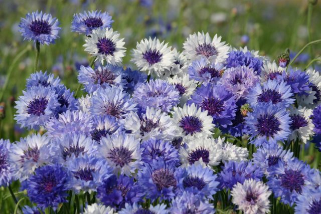 Василек (Centaurea) Василек (Centaurea)