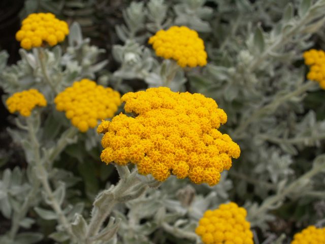 Гелихризум (Helichrysum) Гелихризум (Helichrysum)