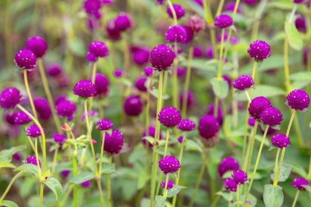 Гомфрена (Gomphrena) Гомфрена (Gomphrena)