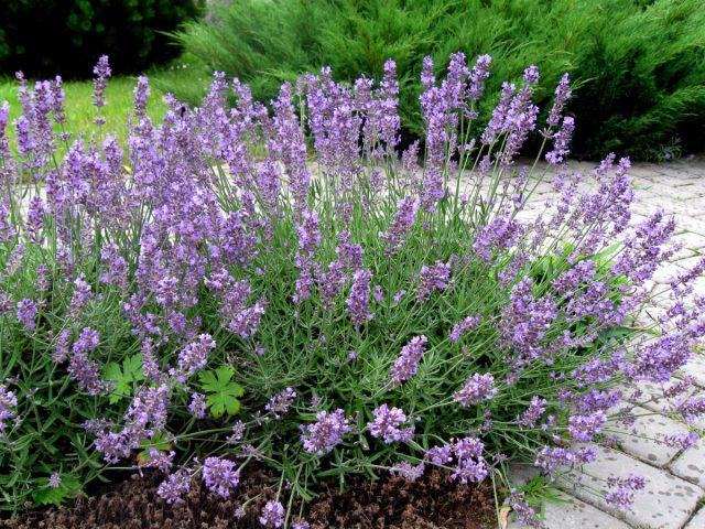 Лаванда (Lavandula) Лаванда (Lavandula)