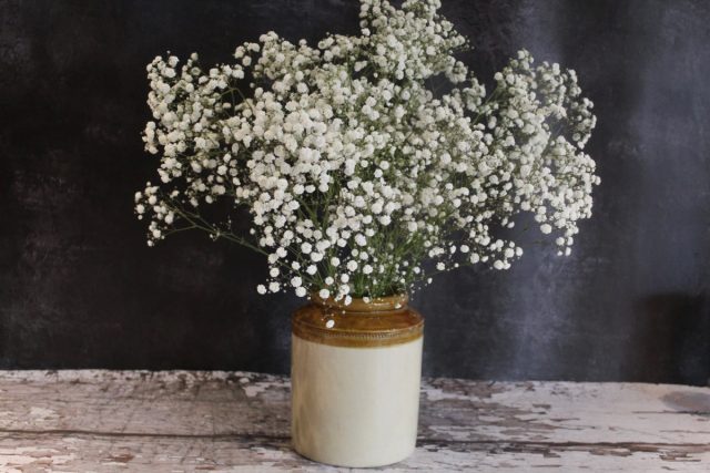 Гипсофила (Gypsophila) Гипсофила (Gypsophila)