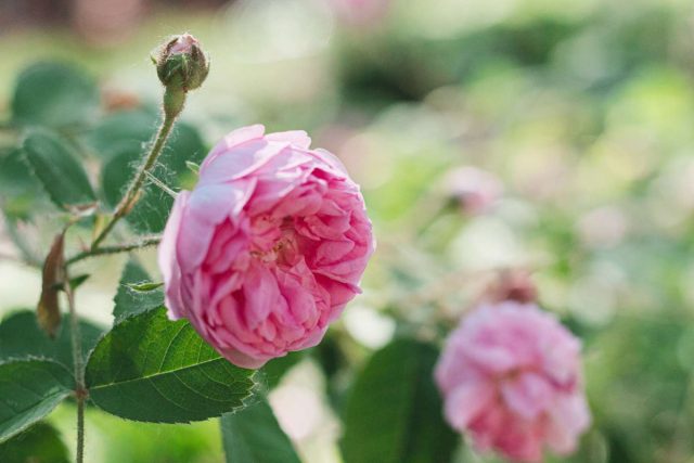 Чайно-гибридная роза (Hybrid tea rose)