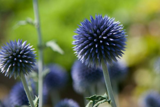Мордовник (Echinops) Мордовник (Echinops)