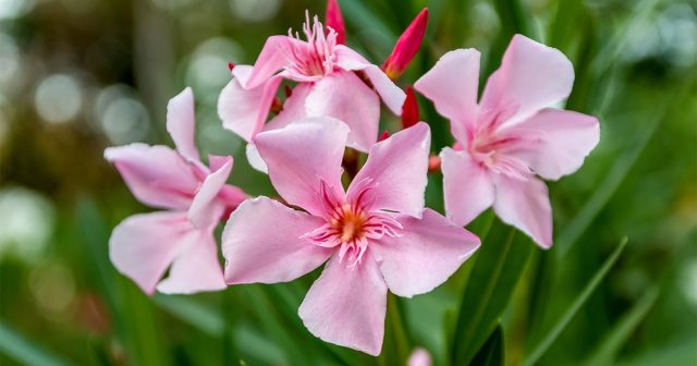 Олеандр (Nerium oleander) Олеандр (Nerium oleander)