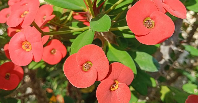 Молочай Миля (Euphorbia milii) Молочай Миля (Euphorbia milii)