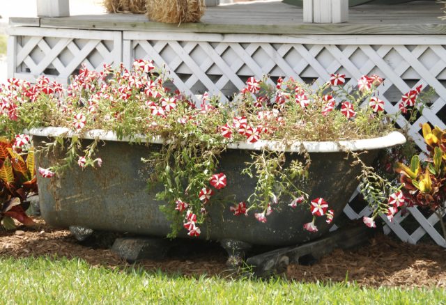 Ванну можно использовать в качестве вазона для цветов