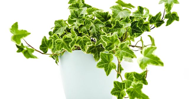 Плющ обыкновенный, или Плющ английский (Hedera helix) Плющ обыкновенный, или Плющ английский (Hedera helix)