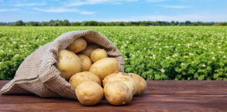 5 обязательных шагов, чтобы картофель хранился долго и качественно