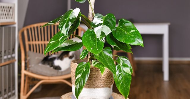 Филодендрон красноватый "Вайт Принцесс" (Philodendron erubescens 'White Princess') Филодендрон красноватый "Вайт Принцесс" (Philodendron erubescens 'White Princess')