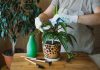 6 испытаний, которые драцена может не пережить, — ухаживаем за растением правильно