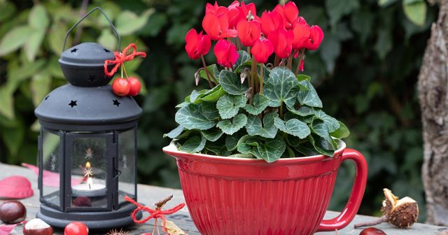 Цикламен (Cyclamen) Цикламен (Cyclamen)