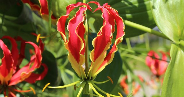 Глориоза (Gloriosa) Глориоза (Gloriosa)