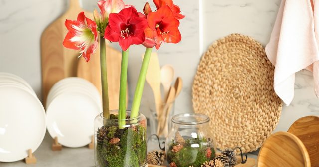 Амариллис (Amaryllis) Амариллис (Amaryllis)
