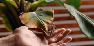 Чтобы все были здоровы: 11 частых заболеваний комнатных растений