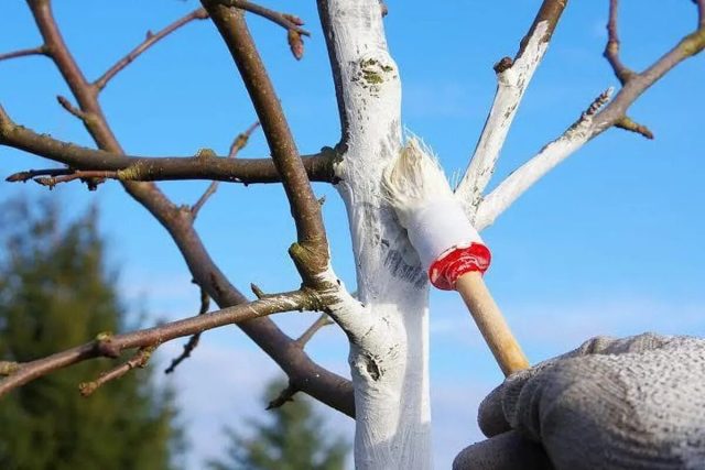 Побелка деревьев и от вредителей защита, и от солнечных ожогов, которые часто случаются по весне, а именно в марте Побелка деревьев и от вредителей защита, и от солнечных ожогов, которые часто случаются по весне, а именно в марте