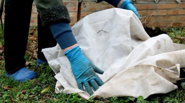 Взрослые многолетники нужно обрезать и, если требуется, укрыть на зиму Взрослые многолетники нужно обрезать и, если требуется, укрыть на зиму